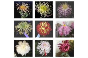 菊花