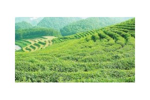 一篇关于茶的美文。